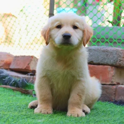 Golden Retriever Price in Noida | Golden Retriever Puppies for sale in Noida