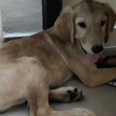 Golden Retriever Price in Mumbai | Golden Retriever Puppies for sale in Mumbai