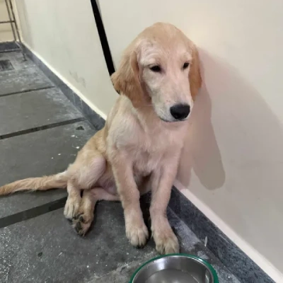 Golden Retriever Price in Nashik | Golden Retriever Puppies for sale in Nashik