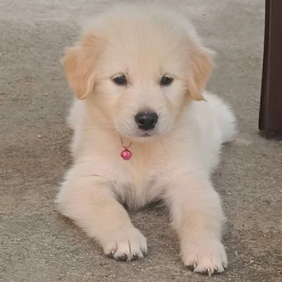 Golden Retriever Price in Mumbai | Golden Retriever Puppies for sale in Mumbai