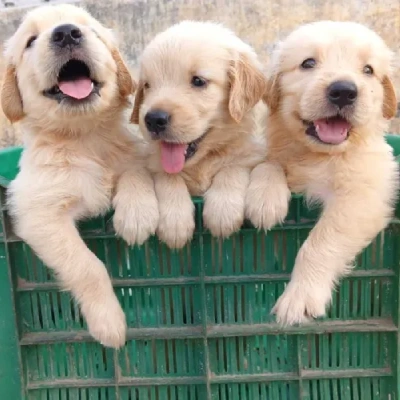 Golden Retriever Price in Chennai | Golden Retriever Puppies for sale in Chennai