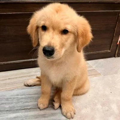 Golden Retriever Price in Surat | Golden Retriever Puppies for sale in Surat