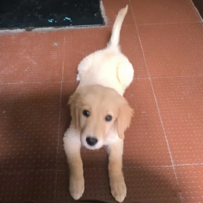 Golden Retriever Price in Nashik | Golden Retriever Puppies for sale in Nashik