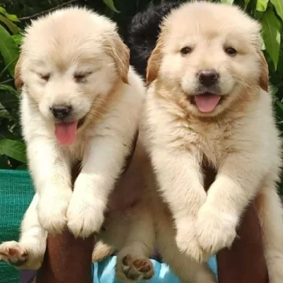 Golden Retriever Price in Chennai | Golden Retriever Puppies for sale in Chennai