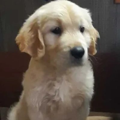 Golden Retriever Price in Gurgaon | Golden Retriever Puppies for sale in Gurgaon