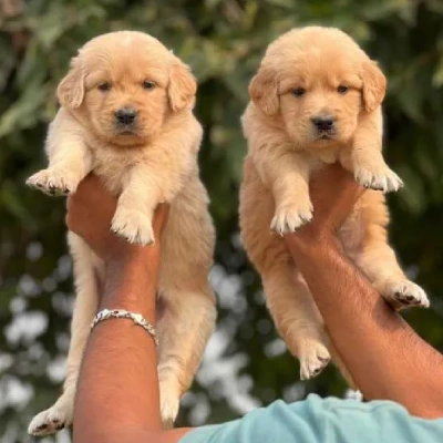 Golden Retriever Price in Delhi | Golden Retriever Puppies for sale in Delhi