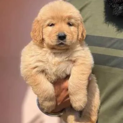 Golden Retriever Price in Gurgaon | Golden Retriever Puppies for sale in Gurgaon