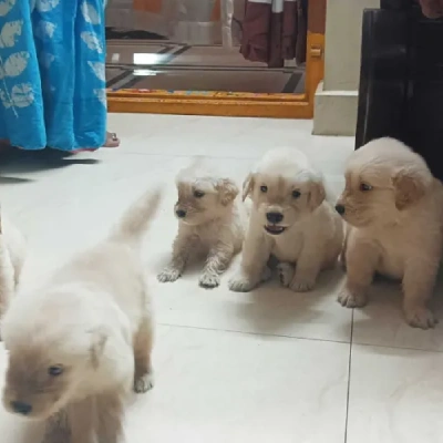 Golden Retriever Price in Surat | Golden Retriever Puppies for sale in Surat