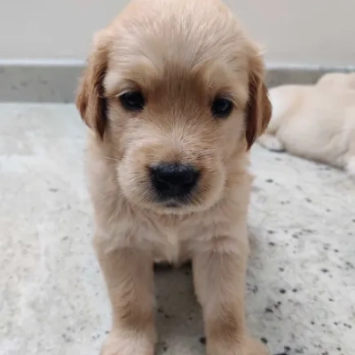 Golden Retriever Price in Surat | Golden Retriever Puppies for sale in Surat