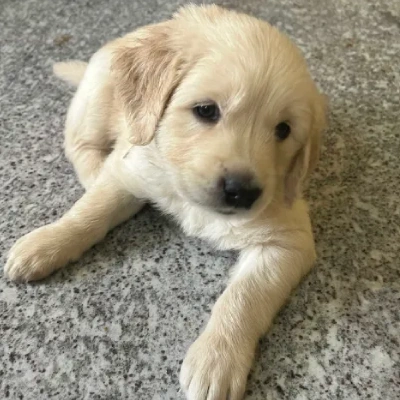 Golden Retriever Price in Nashik | Golden Retriever Puppies for sale in Nashik