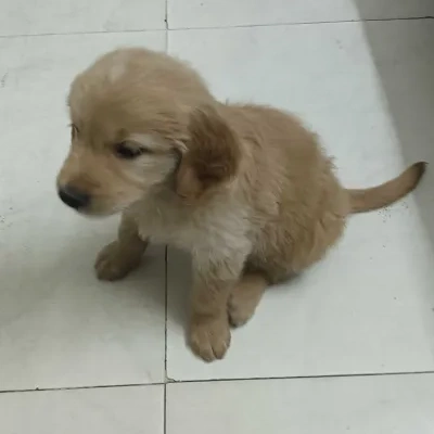 Golden Retriever Price in Chennai | Golden Retriever Puppies for sale in Chennai