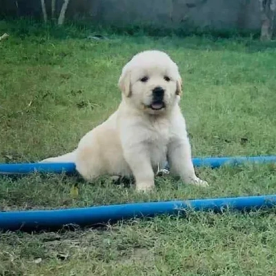 Golden Retriever Price in Noida | Golden Retriever Puppies for sale in Noida