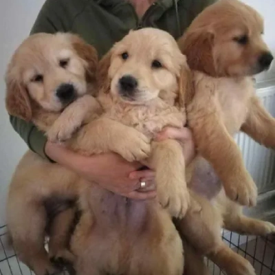 Golden Retriever Price in Hyderabad
 | Golden Retriever Puppies for sale in Hyderabad
