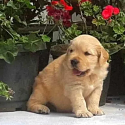 Golden Retriever Price in Surat | Golden Retriever Puppies for sale in Surat