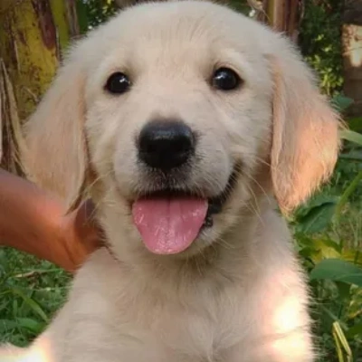 Golden Retriever Price in Pune | Golden Retriever Puppies for sale in Pune