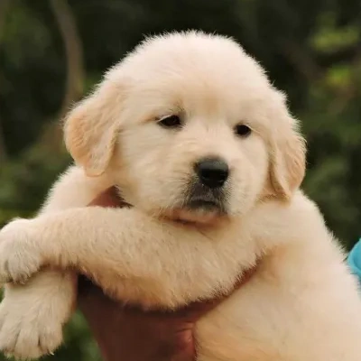 Golden Retriever Price in Chennai | Golden Retriever Puppies for sale in Chennai