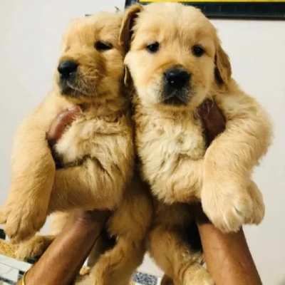 Golden Retriever Price in Nashik | Golden Retriever Puppies for sale in Nashik