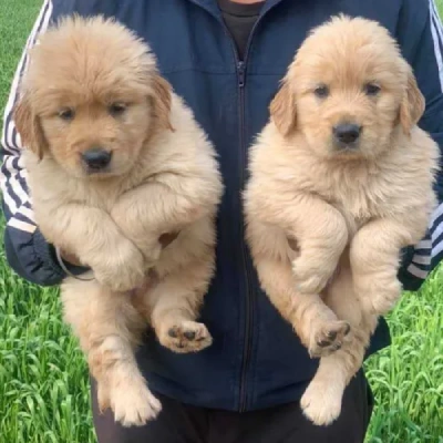 Golden Retriever Price in Surat | Golden Retriever Puppies for sale in Surat