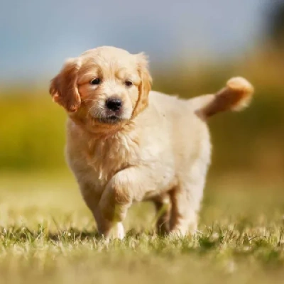 Golden Retriever Price in Nashik | Golden Retriever Puppies for sale in Nashik