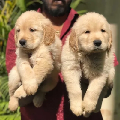 Golden Retriever Price in Chennai | Golden Retriever Puppies for sale in Chennai