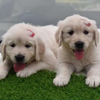 Golden Retriever Price in Surat | Golden Retriever Puppies for sale in Surat