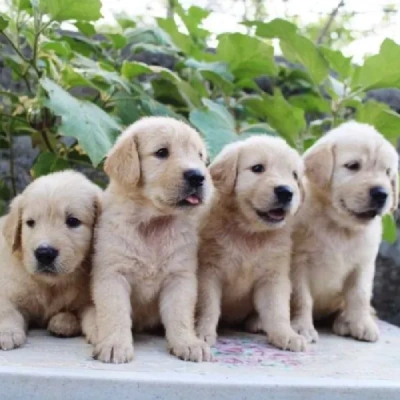 Golden Retriever Price in Chennai | Golden Retriever Puppies for sale in Chennai