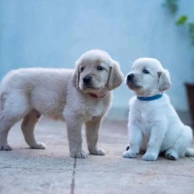 Golden Retriever Price in Hyderabad
 | Golden Retriever Puppies for sale in Hyderabad
