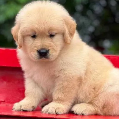 Golden Retriever Price in Chennai | Golden Retriever Puppies for sale in Chennai