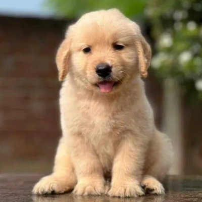 Golden Retriever Price in Pune | Golden Retriever Puppies for sale in Pune