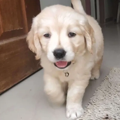 Golden Retriever Price in Mumbai | Golden Retriever Puppies for sale in Mumbai