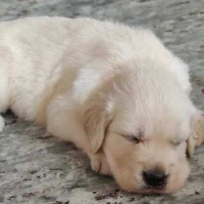 Golden Retriever Price in Hyderabad
 | Golden Retriever Puppies for sale in Hyderabad
