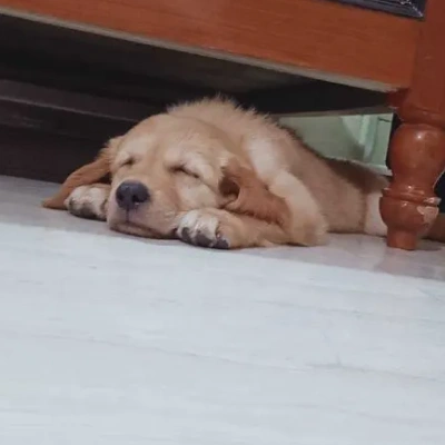 Golden Retriever Price in Surat | Golden Retriever Puppies for sale in Surat