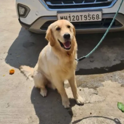 Golden Retriever Price in Nashik | Golden Retriever Puppies for sale in Nashik