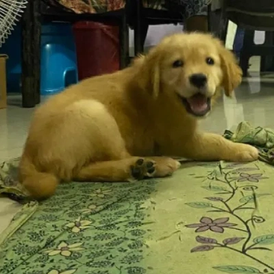 Golden Retriever Price in Hyderabad
 | Golden Retriever Puppies for sale in Hyderabad
