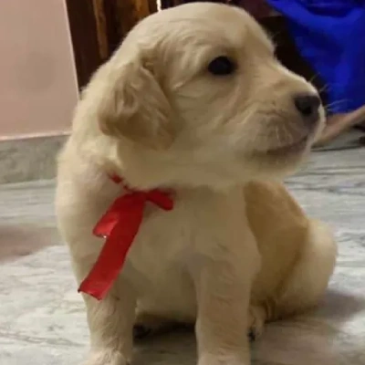 Golden Retriever Price in Delhi | Golden Retriever Puppies for sale in Delhi