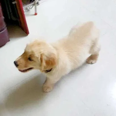 Golden Retriever Price in Pune | Golden Retriever Puppies for sale in Pune