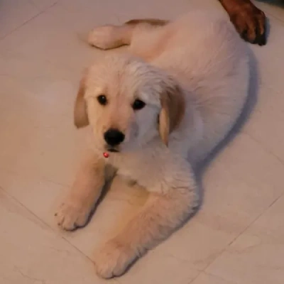 Golden Retriever Price in Noida | Golden Retriever Puppies for sale in Noida