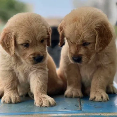 Golden Retriever Price in Noida | Golden Retriever Puppies for sale in Noida