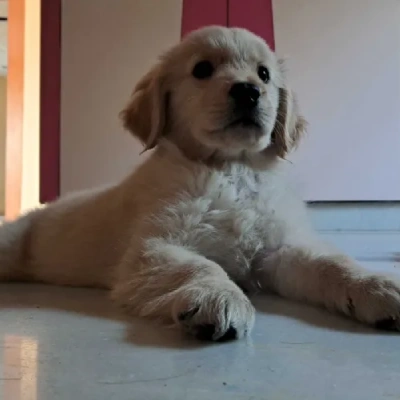 Golden Retriever Price in Gurgaon | Golden Retriever Puppies for sale in Gurgaon