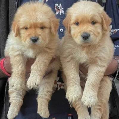 Golden Retriever Price in Delhi | Golden Retriever Puppies for sale in Delhi