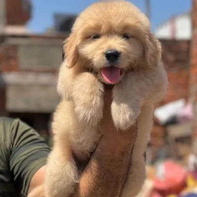 Golden Retriever Price in Delhi | Golden Retriever Puppies for sale in Delhi