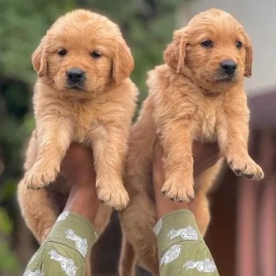 Golden Retriever Price in Visakhapatnam | Golden Retriever Puppies for sale in Visakhapatnam