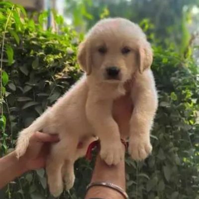 Golden Retriever Price in Noida | Golden Retriever Puppies for sale in Noida