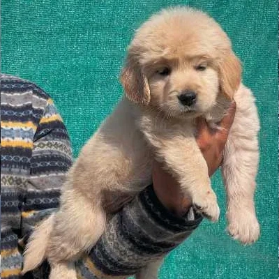 Golden Retriever Price in Nashik | Golden Retriever Puppies for sale in Nashik