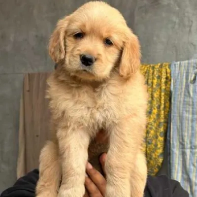 Golden Retriever Price in Chennai | Golden Retriever Puppies for sale in Chennai