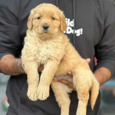 Golden Retriever Price in Surat | Golden Retriever Puppies for sale in Surat