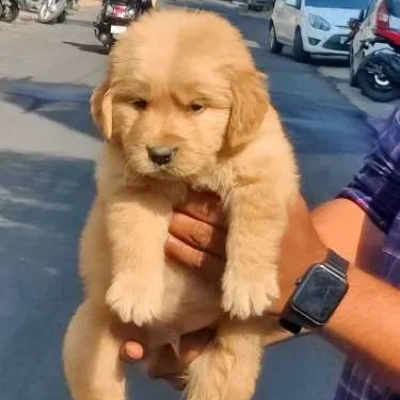 Golden Retriever Price in Nashik | Golden Retriever Puppies for sale in Nashik