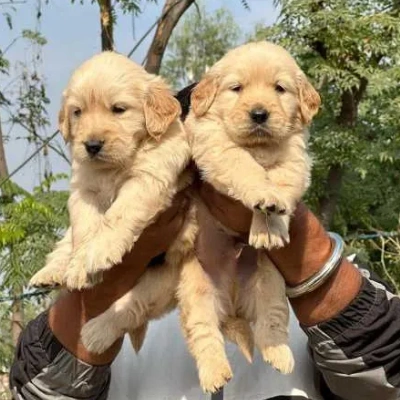 Golden Retriever Price in Delhi | Golden Retriever Puppies for sale in Delhi