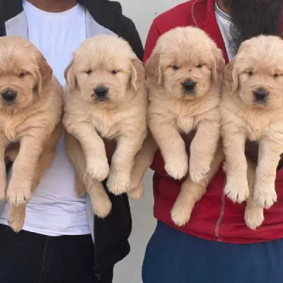 Golden Retriever Price in Noida | Golden Retriever Puppies for sale in Noida