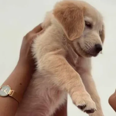 Golden Retriever Price in Hyderabad
 | Golden Retriever Puppies for sale in Hyderabad
